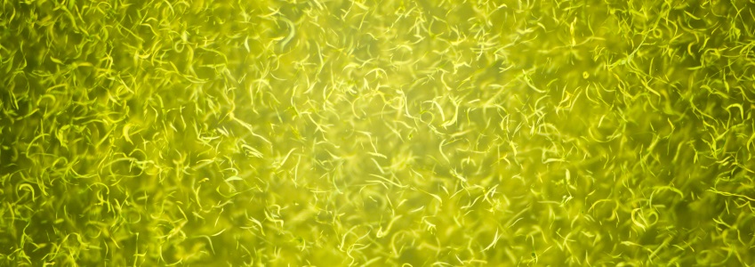 l’algue bleu/vert
